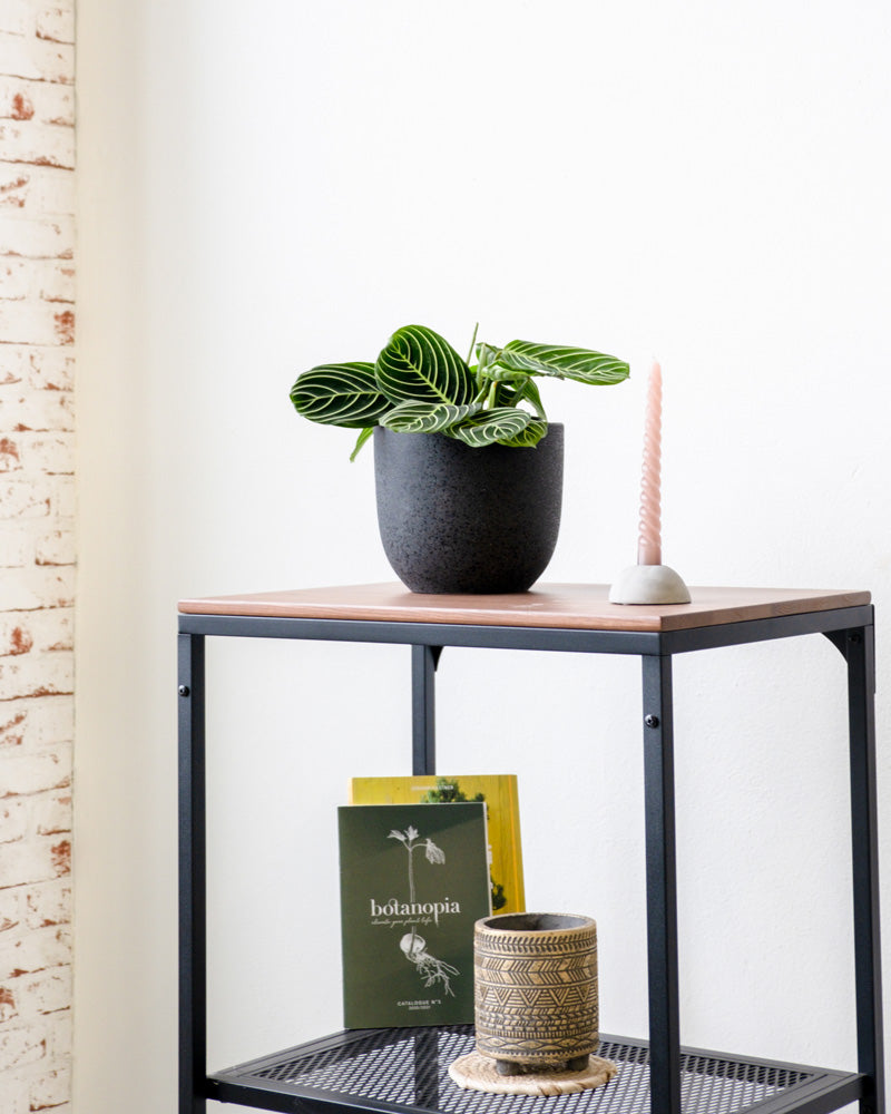 Maranta Lemon Lime in schwarzem Keramik-Blumentopf auf einem Regal neben einer Kerze und Deko.
