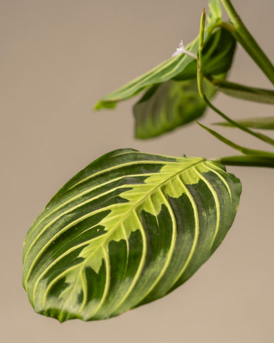Maranta Lemon Lime