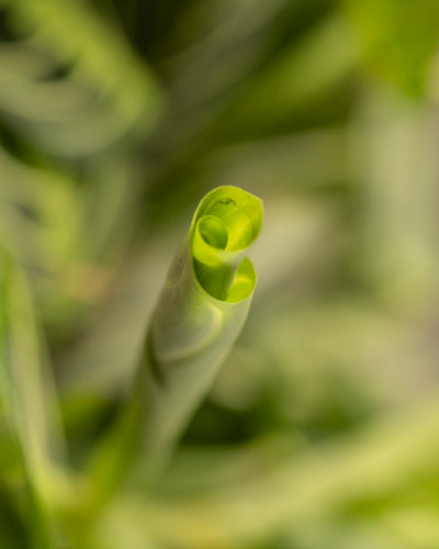 Maranta Lemon Lime