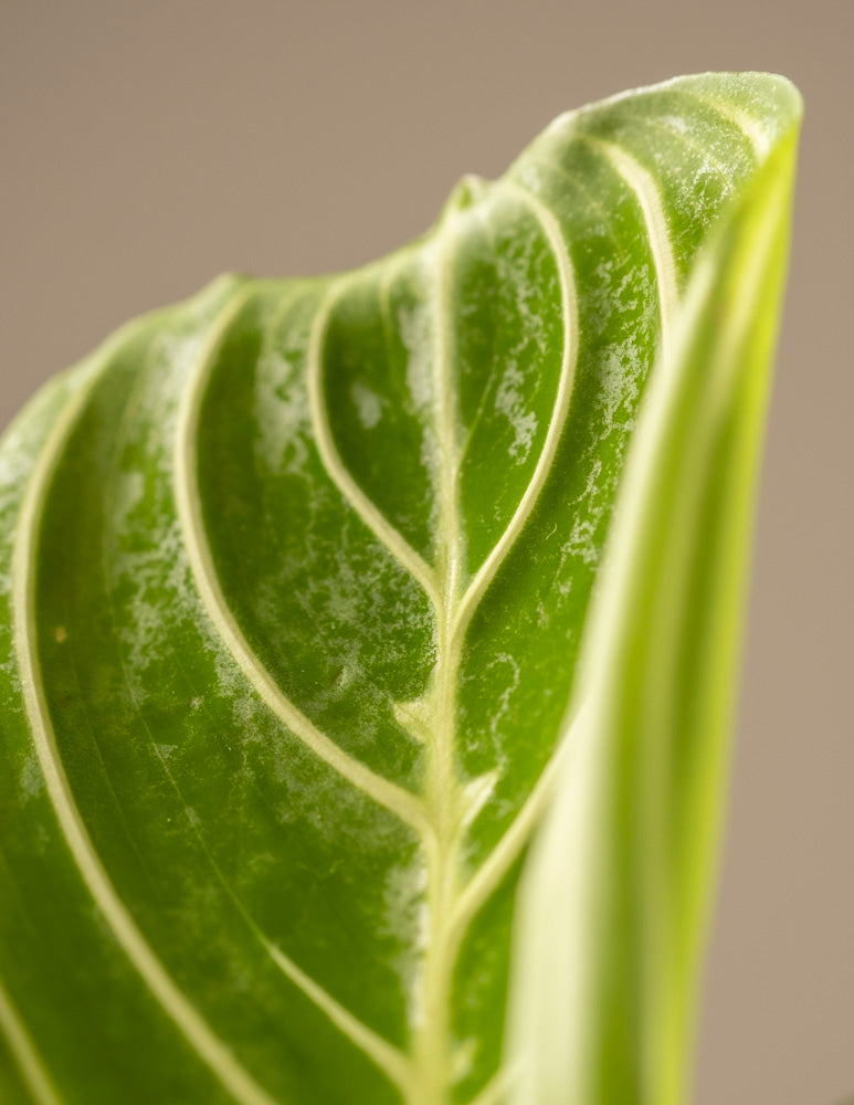 Maranta Lemon Lime
