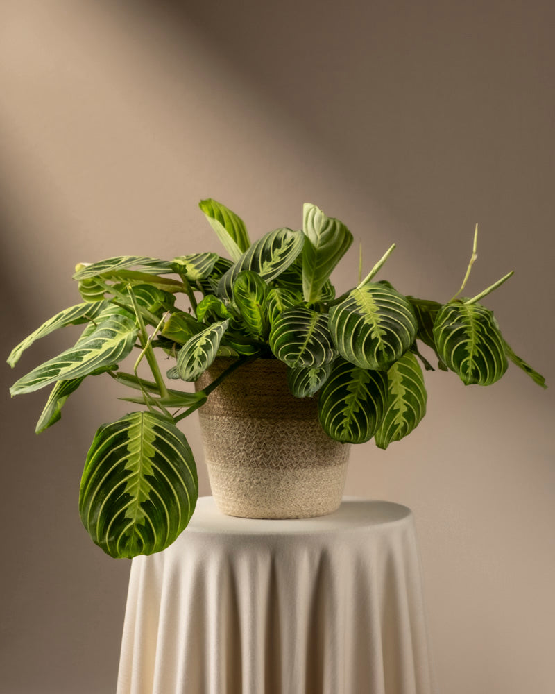 Maranta Lemon Lime