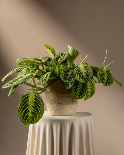 Maranta Lemon Lime