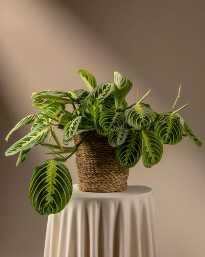 Maranta Lemon Lime