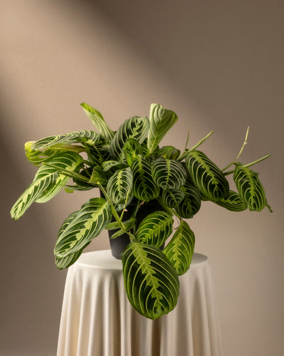 Maranta Lemon Lime