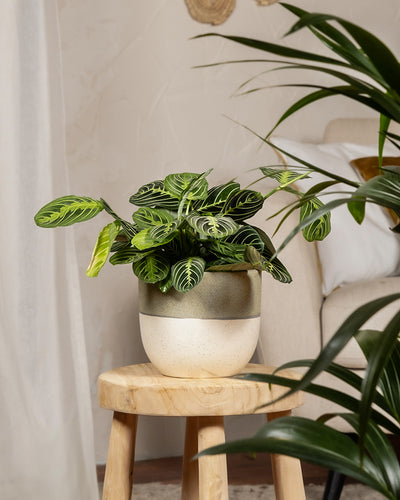 Maranta Lemon Lime