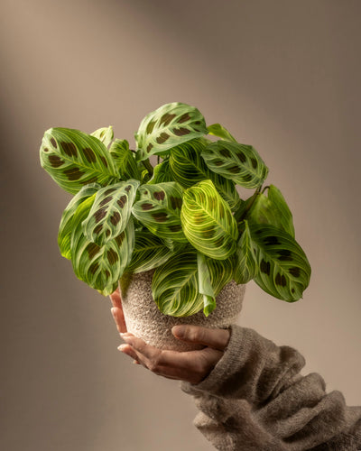 Eine Hand hält eine Maranta „Light Veins“, eine exquisite Maranta mit leuchtend grünen Blättern, dunklen Flecken und einzigartigen Mustern. Der neutrale Hintergrund unterstreicht die Schönheit dieser seltenen Art.