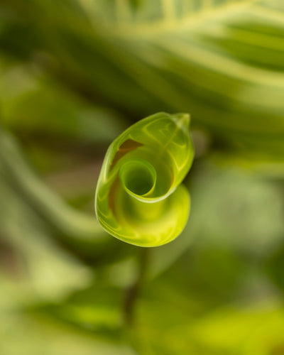 Eine Nahaufnahme eines Triebs der Maranta „Light Veins“, der sich vor einem weichen, grünen, unscharfen Hintergrund eng zu einer Spirale zusammengerollt hat, betont den lebhaften und zarten neuen Wuchs in der Mitte und macht diese Rarität zu einem echten Hingucker.