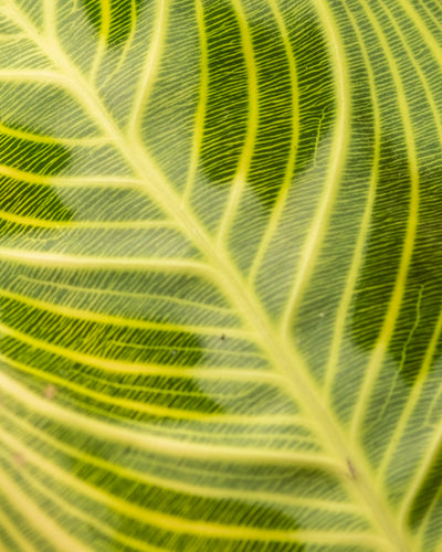 Eine Nahaufnahme des Blattes der Maranta „Light Veins“ zeigt seine leuchtenden Grüntöne und symmetrischen gelben Adern. Sanftes Licht hebt seine Textur und komplexe Adernstruktur hervor und macht diese seltene Pflanze zu einem exquisiten Beispiel natürlicher Kunstfertigkeit.