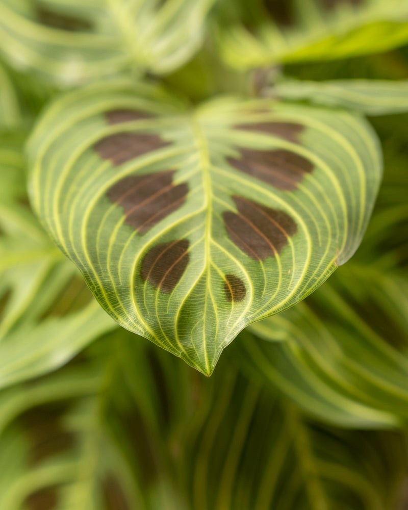 Eine Nahaufnahme eines Maranta-Blattes „Light Veins“ zeigt leuchtend grüne Streifen und dunkle Flecken, die ein kompliziertes Muster mit einer spitzen Spitze bilden. Diese Rarität hebt sich vom sanft verschwommenen Hintergrund ab und zeigt das einzigartige Design des Blattes.