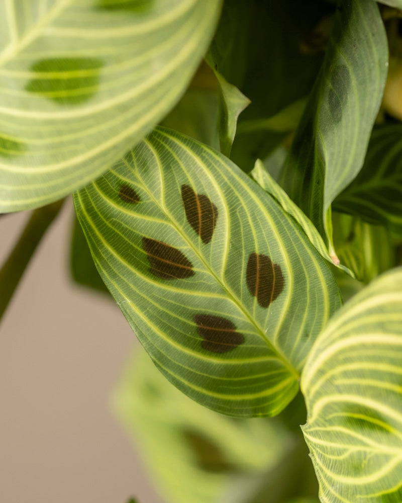 Nahaufnahme der Blätter der Maranta „Light Veins“. Sie weisen leuchtende Grüntöne mit auffälligen dunklen Flecken und hellgrünen Streifen vor einem wunderschön unscharfen Hintergrund auf.