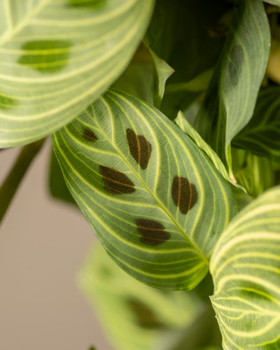 Nahaufnahme der Blätter der Maranta „Light Veins“. Sie weisen leuchtende Grüntöne mit auffälligen dunklen Flecken und hellgrünen Streifen vor einem wunderschön unscharfen Hintergrund auf.