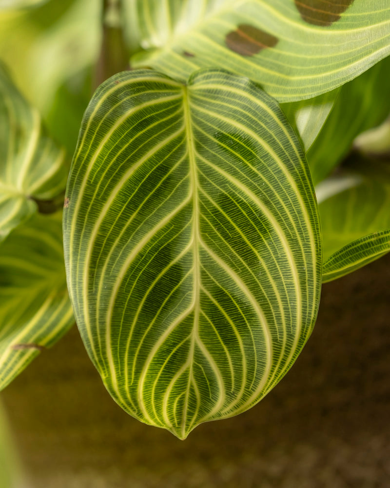 Eine Nahaufnahme hebt das Blatt der Maranta „Light Veins“ mit seinem faszinierenden hell- und dunkelgrünen Streifenmuster hervor, das Adern imitiert. Sein symmetrisches Design strahlt Kunstfertigkeit aus, während ähnliche Blätter im Hintergrund sanft verschwimmen.