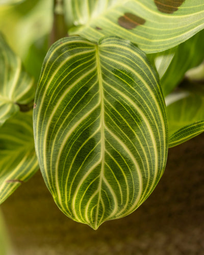 Eine Nahaufnahme hebt das Blatt der Maranta „Light Veins“ mit seinem faszinierenden hell- und dunkelgrünen Streifenmuster hervor, das Adern imitiert. Sein symmetrisches Design strahlt Kunstfertigkeit aus, während ähnliche Blätter im Hintergrund sanft verschwimmen.