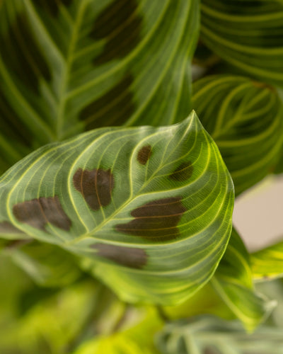 Eine Nahaufnahme eines Maranta-Blattes vom Typ „Light Veins“ zeigt seine komplexen hellgrünen Adern und deutlich erkennbaren dunkelbraunen Flecken vor einem unscharfen Hintergrund aus ähnlichen Blättern, wodurch eine satte grüne Komposition entsteht, die einem seltenen Juwel in der Pflanzenwelt gleicht.