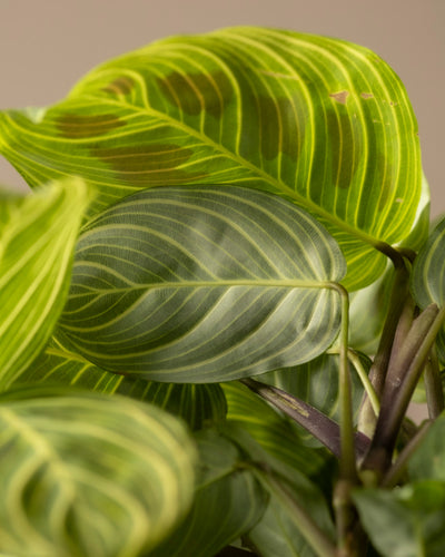 Nahaufnahme einer Maranta-Pflanze „Light Veins“, deren leuchtend grüne Blätter mit deutlich erkennbaren hellgrünen und gelben Adern zu sehen sind. Das üppige, gesunde Laub weist eine ovale Form und eine komplizierte Aderung auf, was ihre Seltenheit unter Zimmerpflanzen unterstreicht.