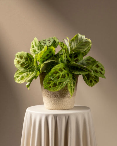 Eine Maranta „Light Veins“ mit großen, gemusterten Blättern steht auf einem mit cremefarbenem Stoff bedeckten Tisch in sanfter Beleuchtung und schafft eine seltene und elegante Atmosphäre.