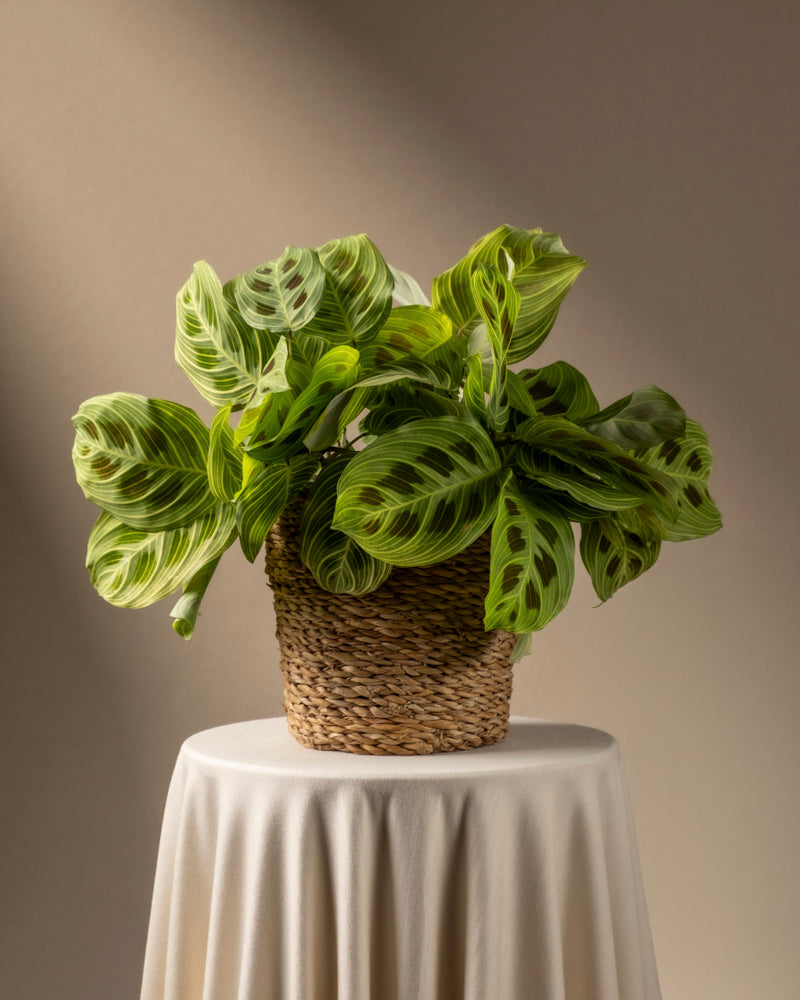 Eine Maranta 'Light Veins', bekannt für ihre auffällig gestreiften Blätter, steht in einem geflochtenen Korbtopf auf einem mit beigefarbenem Stoff bedeckten Tisch. Das sanfte Licht wirft sanfte Schatten auf den neutralen Hintergrund und hebt diese grüne Rarität hervor.