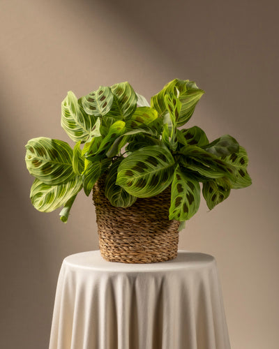 Eine Maranta 'Light Veins', bekannt für ihre auffällig gestreiften Blätter, steht in einem geflochtenen Korbtopf auf einem mit beigefarbenem Stoff bedeckten Tisch. Das sanfte Licht wirft sanfte Schatten auf den neutralen Hintergrund und hebt diese grüne Rarität hervor.