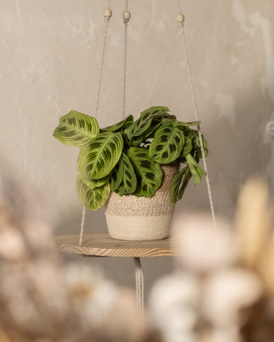 Eine leuchtend grüne Maranta „Light Veins“ mit gestreiften Blättern steht in einem geflochtenen Korb auf einem minimalistischen Regal vor einer hellen, strukturierten Wand und schafft eine ruhige und natürliche Atmosphäre.