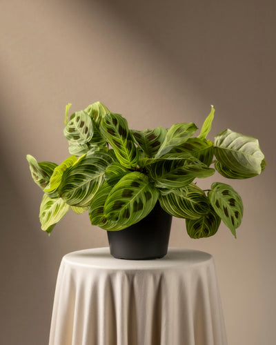 Eine üppige Maranta 'Light Veins' mit breiten Blättern und auffälligen dunkelgrünen Mustern steht auf einem Tisch mit weißer Tischdecke. Ein Scheinwerfer von oben links beleuchtet das Laub und erzeugt einen dramatischen Kontrast zum neutralen Hintergrund.