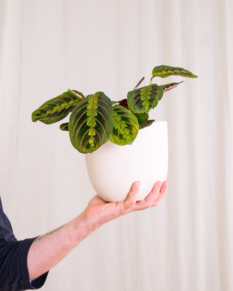 Maranta in weißem Keramiktopf wird von links ins Bild gehalten.