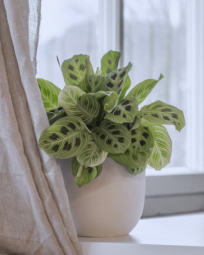 Eine leuchtende Maranta „Light Veins“ mit aufwendig gemusterten grünen Blättern steht in einem weißen Topf neben einem Fenster. Weiches Tageslicht fällt durch transparente Vorhänge und beleuchtet das wunderschön detaillierte Blattwerk.