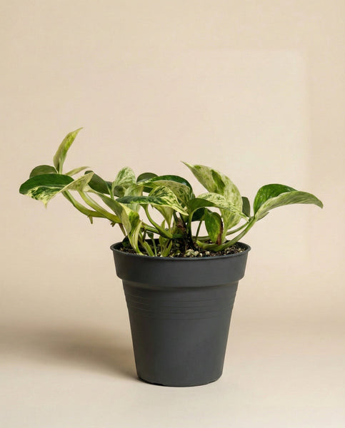 Die Efeutute 'Marble Queen' - feey, mit auffallend grün und weiß panaschierten Blättern, steht in einem schlichten schwarzen Kunststofftopf vor einem beigen Hintergrund - ein pflegeleichter Indoor-Akzent.