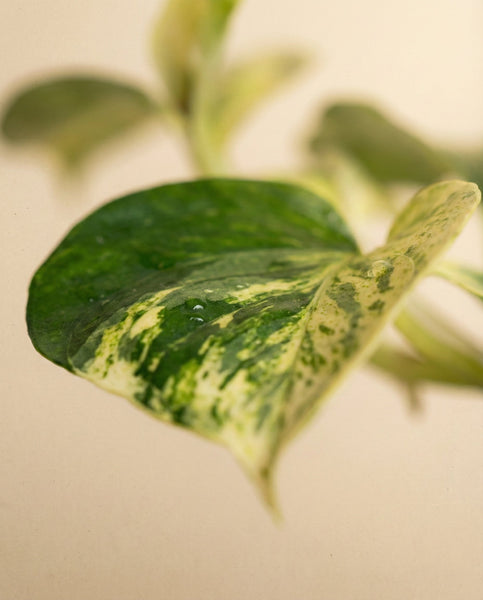 Eine Nahaufnahme eines Blattes der Efeutute 'Marble Queen' - feey, die durch ihre auffällige Panaschierung und ihren Ruf als pflegeleichte Pflanze besticht.
