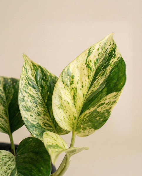 Eine Nahaufnahme von Efeutute 'Marble Queen' - feey leaves zeigt eine auffällige Mischung aus grünen und cremegelben Mustern auf einem einfarbig beigen Hintergrund.