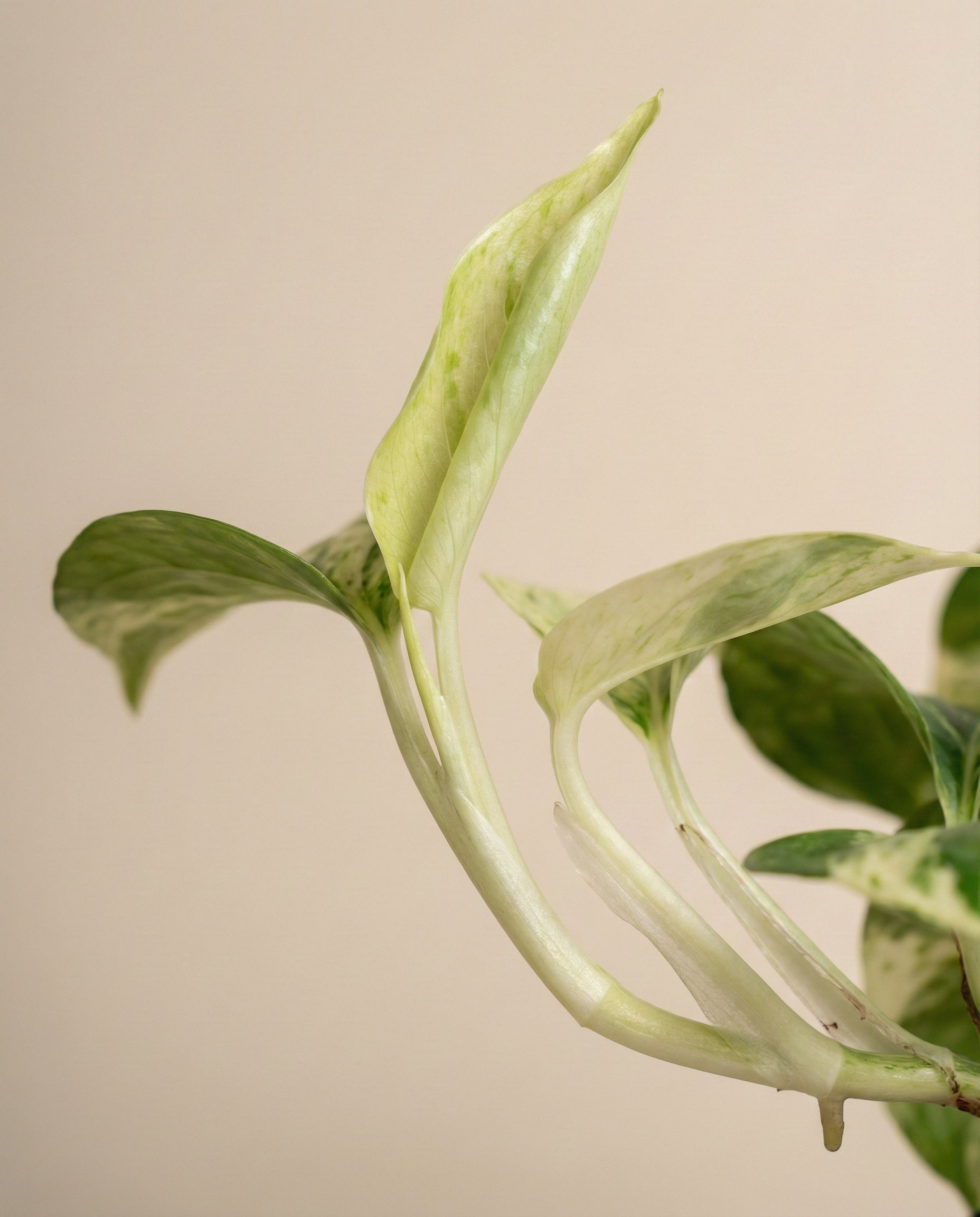 Eine Nahaufnahme der Efeutute 'Marble Queen' - feey hebt die frischen, hellgrünen Blätter hervor, die sich entfalten, und das reife, grün-cremefarbene Laub vor einem einfarbig beigen Hintergrund - perfekt für pflegeleichtes Grün.