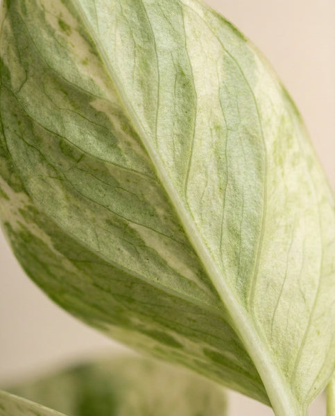 Nahaufnahme eines einzelnen Efeutute 'Marble Queen' - pflegeleichten Blattes mit weißen und hellgrünen marmorierten Mustern mit sichtbaren Adern und Textur. Die pflegeleichte Pflanze hebt sich von einem sanft verschwommenen Hintergrund ab.