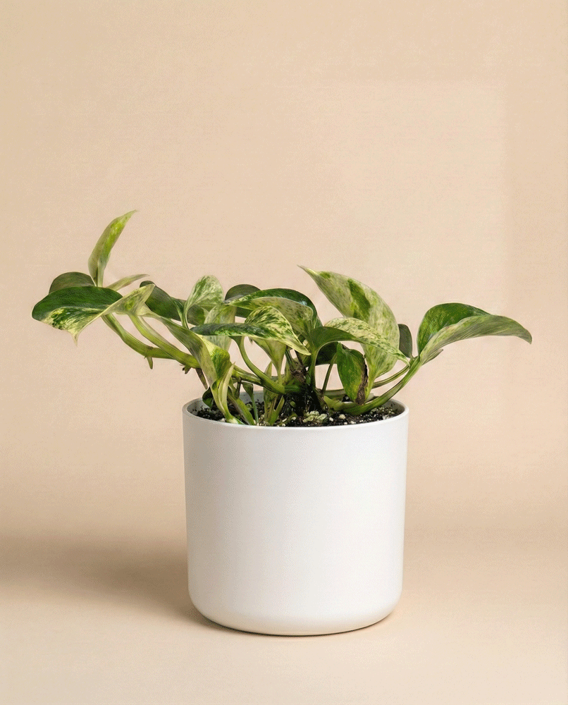 Die Efeutute 'Marble Queen' - feey zeigt üppige, panaschierte Blätter in einem weißen Topf vor einem beigen Hintergrund - ein pflegeleichtes Epipremnum pinnatum, das Frische in jeden Raum bringt.