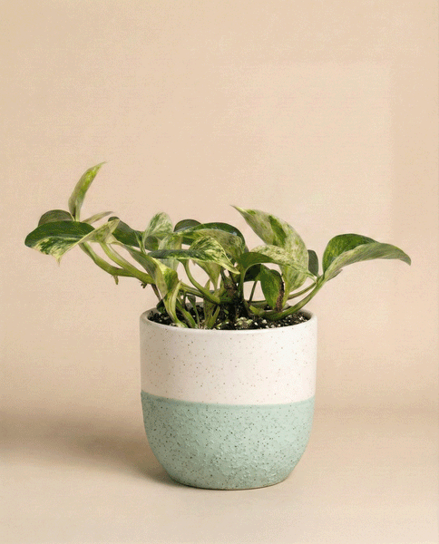 Eine Efeutute 'Marble Queen' - eine Fee mit bunten Blättern in einem weiß-hellblauen Keramiktopf vor einem einfarbig beigen Hintergrund.