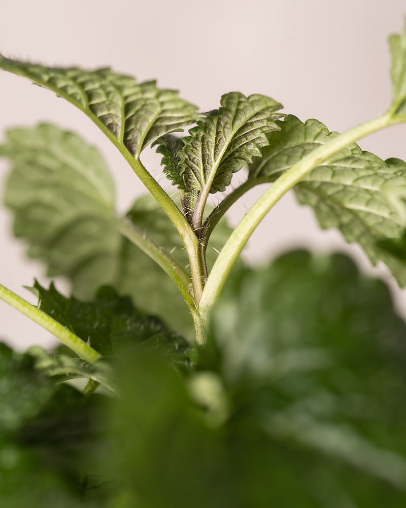 Detailaufnahme der Zitronenmelisse