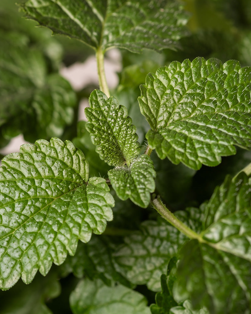 Detailaufnahme der Zitronenmelisse