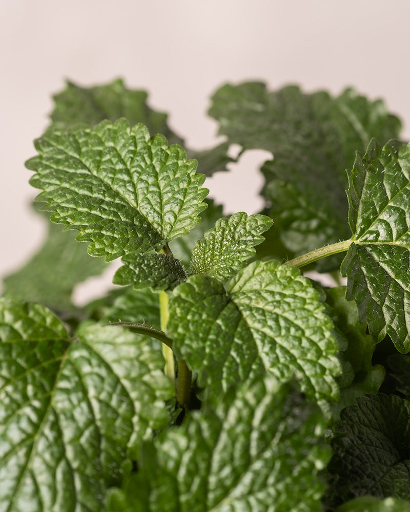 Detailaufnahme der Zitronenmelisse