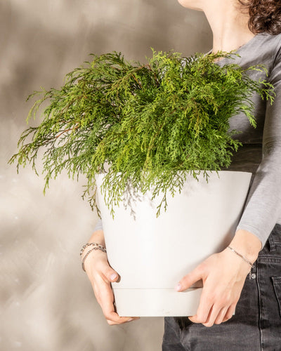 Eine Person in einem grauen Langarmhemd und einer schwarzen Hose hält einen großen weißen Topf mit einer dichten, grünen, blattreichen Microbiota decussata. Der Kopf der Person ist auf dem Bild nicht sichtbar. Die Microbiota decussata hebt sich vom unscharfen, neutral getönten Hintergrund ab.