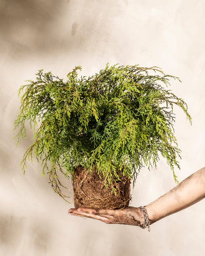 Eine Person hält eine kleine, entwurzelte immergrüne Pflanze mit freiliegender Erde und Wurzeln in ihrer ausgestreckten Hand. Die Microbiota decussata hat lange, dichte, grüne Blätter. Der Hintergrund hat eine helle, neutrale Farbe, die die Pflanze hervorhebt. Hand und Handgelenk der Person sind leicht verschmutzt und mit einem Armband geschmückt.