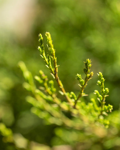 Nahaufnahme immergrüner Zweige mit weichem, grünem Laub. Der Hintergrund ist unscharf und betont die zarten Nadeln und Knospen von Microbiota decussata. Die Beleuchtung ist natürlich und unterstreicht die Frische und Lebendigkeit dieser pflegeleichten und winterharten Pflanze.