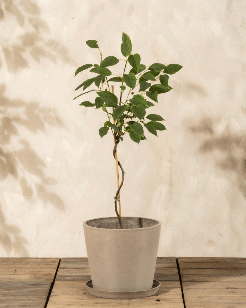 Eine Mini-Kiwi-Topfpflanze mit schlankem, gewundenem Stiel und grünen Blättern steht auf einer hölzernen Oberfläche vor einer hellen Wand. Die Schatten der widerstandsfähigen Kiwiblätter erscheinen an der Wand - ideal für Ihren Balkon.