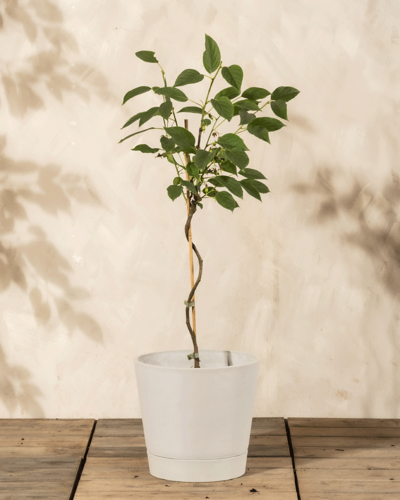 Ein Mini-Kiwi-Baum mit schlanken Ästen und grünen Blättern wächst in einem weißen Topf auf einem Holzboden vor einer hellbeigen Wand.