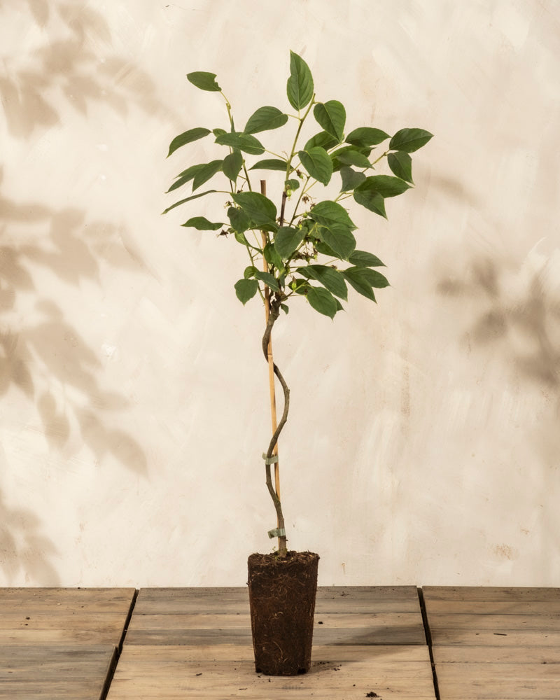 Eine junge Mini-Kiwi-Pflanze mit grünen Blättern und einem schlanken Stängel, der von einem Stock gestützt wird, steht aufrecht auf einer Holzfläche - perfekt für den Anbau von Kiwis auf Ihrem Balkon, vor einem hellen, strukturierten Hintergrund.