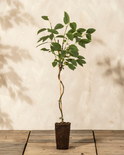 Eine junge Mini-Kiwi-Pflanze mit grünen Blättern und einem schlanken Stängel, der von einem Stock gestützt wird, steht aufrecht auf einer Holzfläche - perfekt für den Anbau von Kiwis auf Ihrem Balkon, vor einem hellen, strukturierten Hintergrund.
