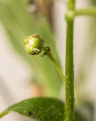 Eine Nahaufnahme einer kleinen grünen Mini-Kiwi-Knospe mit zarten weißen Fäden ist scharf vor einem leicht verschwommenen Hintergrund abgebildet und erinnert an die Ruhe eines ruhigen Rückzugsortes im Garten.