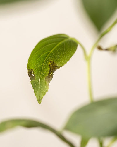 Eine Nahaufnahme eines Mini-Kiwi-Blattes mit braunen, verwelkten Rändern vor einem unscharfen Hintergrund, der den Charme eines kleinen Balkongartens hervorruft. Die sichtbaren Adern und Schäden deuten auf eine mögliche Krankheit oder Dehydrierung hin.