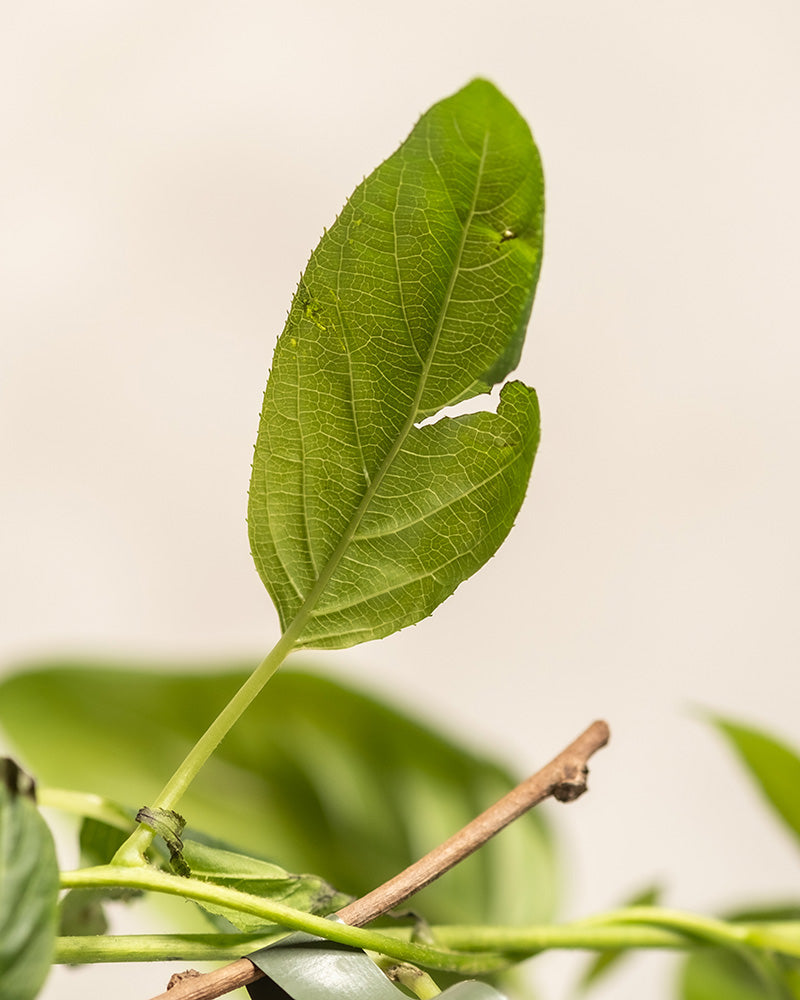 Eine Nahaufnahme eines leuchtenden Mini-Kiwi-Blattes mit markanten Adern, das an einem schlanken Stiel befestigt ist. Die leicht gekrümmten Ränder vor einem neutralen Hintergrund erinnern an die Üppigkeit eines ruhigen Gartens, während die Andeutungen anderer Blätter und Stiele in der Nähe an einen blühenden Balkon voller Leben erinnern.
