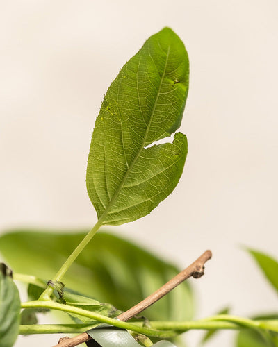 Eine Nahaufnahme eines leuchtenden Mini-Kiwi-Blattes mit markanten Adern, das an einem schlanken Stiel befestigt ist. Die leicht gekrümmten Ränder vor einem neutralen Hintergrund erinnern an die Üppigkeit eines ruhigen Gartens, während die Andeutungen anderer Blätter und Stiele in der Nähe an einen blühenden Balkon voller Leben erinnern.