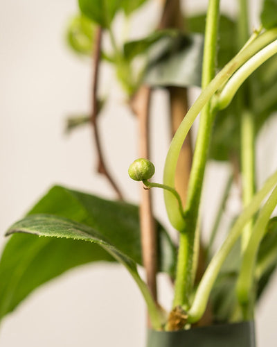 Nahaufnahme einer Mini-Kiwi-Pflanze mit einer kleinen runden Knospe und länglichen Stielen, eine ideale Wahl für jeden Balkongarten. Der sanft verschwommene Hintergrund hebt die komplizierten Details der Blätter und Stiele hervor.