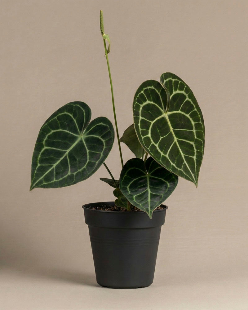 Eine getopfte Anthurium clarinervium mit großen, dunkelgrünen, herzförmigen Blättern mit auffälligen weißen Adern ist vor einem einfarbig beigen Hintergrund zu sehen.