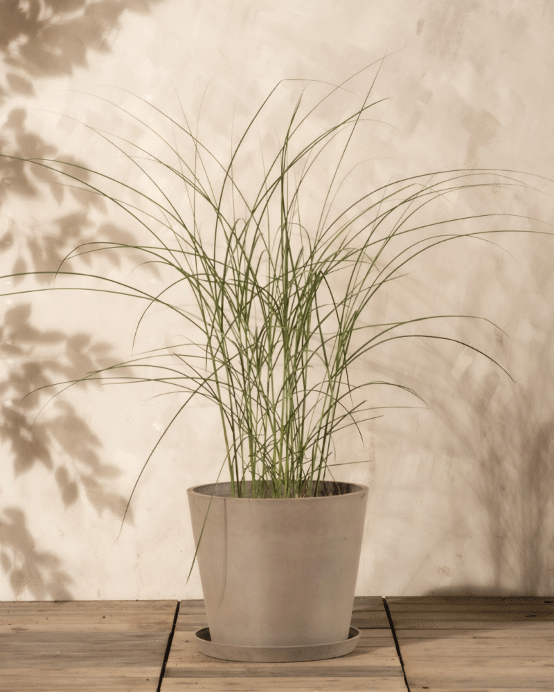 Ein hochgewachsener Miscanthus sinensis 'Gracillimus' mit schlanken Blättern steht in einem schlichten hellgrauen Topf auf einer Holzfläche vor einer beigen Wand mit Blattschatten.